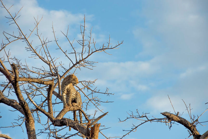 Impodimo Game Lodge Madikwe Game Reserve Bagian luar foto