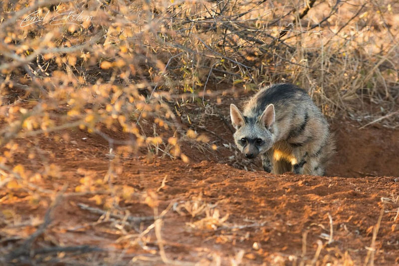 Impodimo Game Lodge Madikwe Game Reserve Bagian luar foto