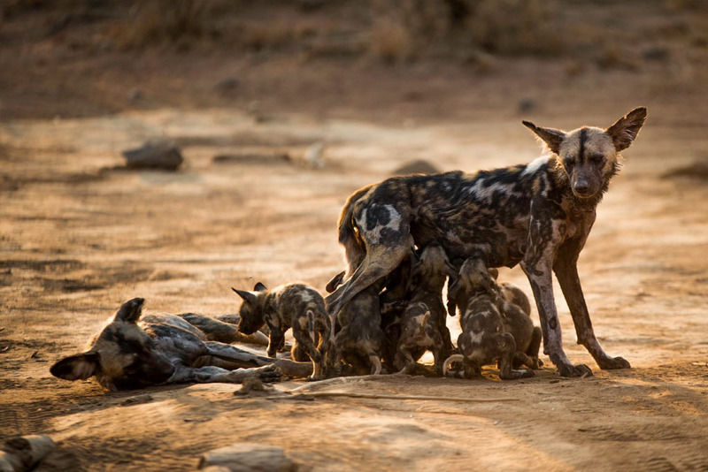 Impodimo Game Lodge Madikwe Game Reserve Bagian luar foto