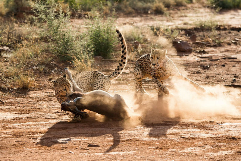 Impodimo Game Lodge Madikwe Game Reserve Bagian luar foto