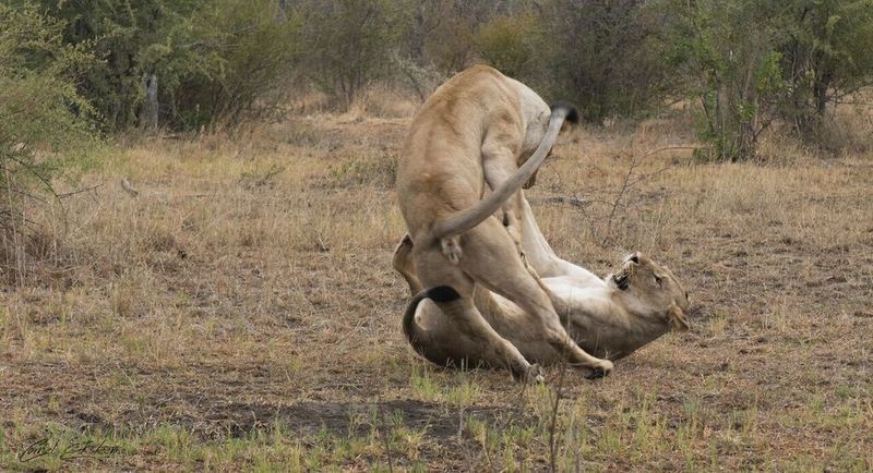 Impodimo Game Lodge Madikwe Game Reserve Bagian luar foto