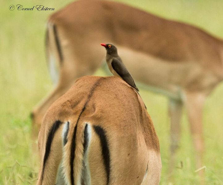 Impodimo Game Lodge Madikwe Game Reserve Bagian luar foto