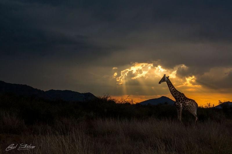 Impodimo Game Lodge Madikwe Game Reserve Bagian luar foto